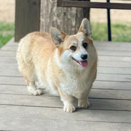 Nilla - Pembroke Welsh Corgi