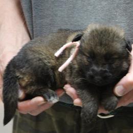 Yadahs Pink Girl - Sable female German Shepherd puppy in Lake George, Colorado from High Country German Shepherds