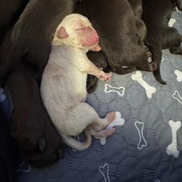 Number 8 - Yellow female Labrador Retriever puppy in Greenville, North Carolina from Gales Creek Labrador Retrievers