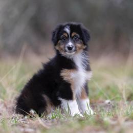 Comet - Black tri male Toy Australian Shepherd puppy in Georgetown, Texas from Minikin Manor