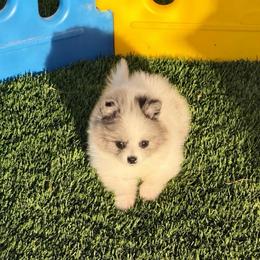 Eeyore - Blue parti male Pomeranian puppy in Tucson, Arizona from Pomutopia