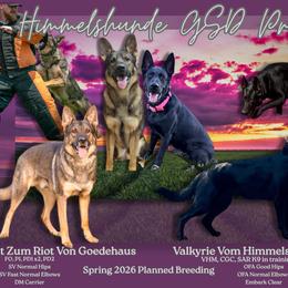 German Shepherd puppies from Himmelshunde German Shepherds