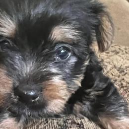 Silky Terriers from Daphne's Silky Terriers