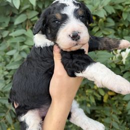 Lucas - Tri-color male Bernedoodle puppy in Gilbert, Arizona from Gilbert Bernedoodles & Whoodles