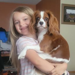 Libby - Cavalier King Charles Spaniel