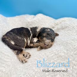 Blizzard - Merle male Goldendoodle puppy in Rome, Georgia from Victoria’s Designer Doodles