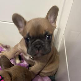 El Jefe - Fawn and white male French Bulldog puppy in Spring, Texas from Amanda's French Bulldogs