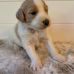 Orange Collar Boy - Parti male Goldendoodle puppy in San Augustine, Texas from Vintage Doodles