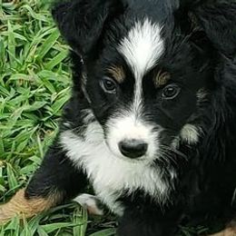 Great Pyrenees and Toy Australian Shepherds from Twisted M