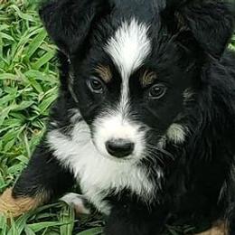 Great Pyrenees and Toy Australian Shepherds from Twisted M