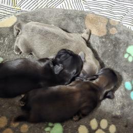 Boy 1 - Blue male Shih Tzu puppy in Henrico, Virginia from Wild Wind Shih Tzu