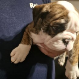 Bulldog Puppies from Magill's Bulldogs
