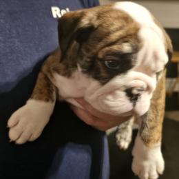 Bulldog Puppies from Magill's Bulldogs