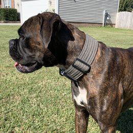 Lucy - Boxer