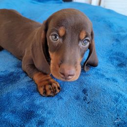 Chocolate smoothy - Chocolate and tan male Dachshund puppy in Klamath Falls, Oregon from Luvindoxys4u