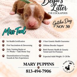 Miss Teal - Buff and white female Cockapoo puppy in Tampa, Florida from Mary Puppins