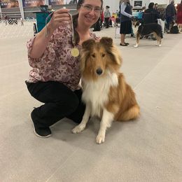 "Xilan" Basset Hound and Collie All Grown Up from Collegiate Bassets and Rheign Collies