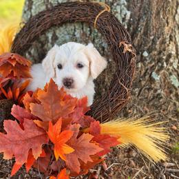 Boo - male Cavapoochon puppy in Bullard, Texas from Cavapoochon Central LLC