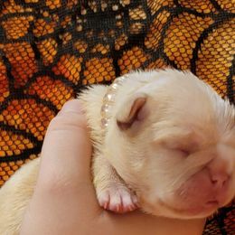 Bulldog and French Bulldog Puppies from Eclipse Bulldogs