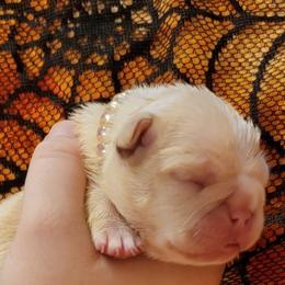 Bulldog and French Bulldog Puppies from Eclipse Bulldogs