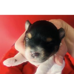 Asher - Black tan and white Biewer Terrier puppy in North Carolina from Biewers By the Sea
