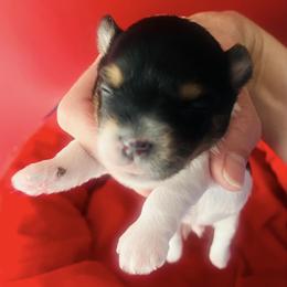 Asher - Black tan and white Biewer Terrier puppy in North Carolina from Biewers By the Sea