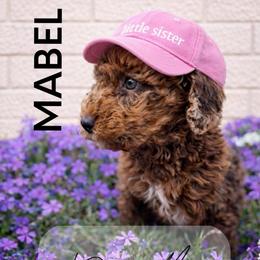 Nola - Merle female Whoodle puppy in Knoxville, Tennessee from Fleury Farm Doodles TN