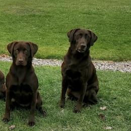 Labrador Retrievers from Larke Lab Kennels