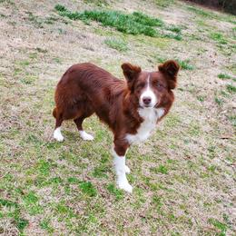 Ivy - Border Collie