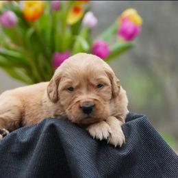 Sage - Golden male Golden Retriever puppy in Saint Joe, Indiana from Golden Acres Farm