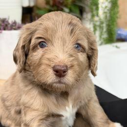 Pink - Merle female Golden Aussiedoodle puppy in Chino Valley, Arizona from AZ Stickerdoodles