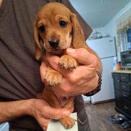 Akc A M 2 - Red male Dachshund puppy in Penn Run, Pennsylvania from Shannon’s Dachshunds
