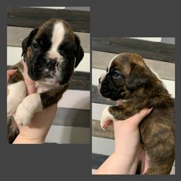 Girl 2 - Boxer puppy in Henderson, Tennessee from Vom Broadvalley