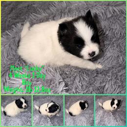 German Shepherd, Goldendoodle, Golden Retriever, and Pomsky Puppies from Besties Paw Life