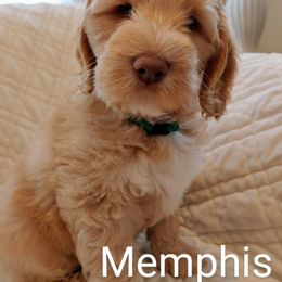 Australian Labradoodle Puppies from Lavender Fields Australian Labradoodles