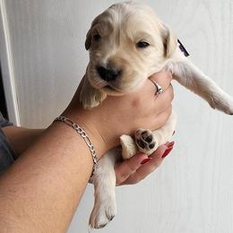 Purple - Golden female Golden Retriever puppy in Lucasville, Ohio from Halo Kennels