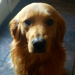 Murphy - Golden Retriever