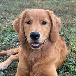 Shasta - Golden Retriever