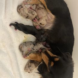 Onyx - Dachshund