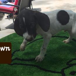 Brown - Liver and white male German Shorthaired Pointer puppy in Dahlonega, Georgia from Pointer Mountain Bird Dogs
