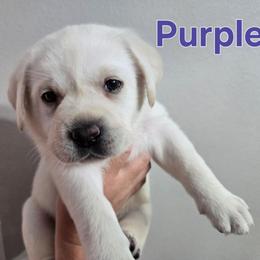 Purple Collar - Yellow female Labrador Retriever puppy in Myakka City, Florida from Hearing Hearts Labradors