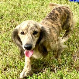 Marble - Dachshund
