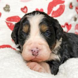 Holly - Tri-color female Bernedoodle puppy in Kilgore, Texas from Furry Tail Doodles