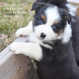 Maisie - Black tri female Miniature Australian Shepherd puppy in Patterson, North Carolina from DreamLine Aussies