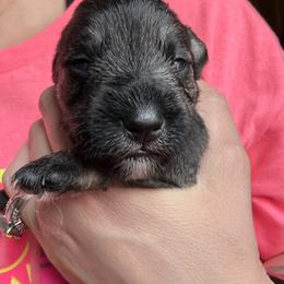 Boy 1 - Salt and pepper male Miniature Schnauzer puppy in Watauga, Texas from Sissy’s Schnauzers