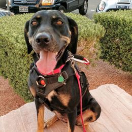 Keira - Catahoula Leopard Dog