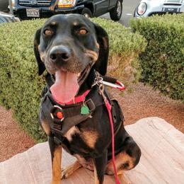 Keira - Catahoula Leopard Dog