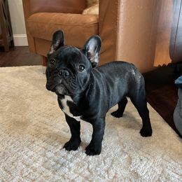 Tucker - Brindle French Bulldog puppy in Franklin, Vermont from Ranch Royale