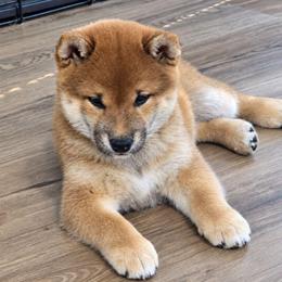 Momo - Red female Shiba Inu puppy in Marianna, Florida from Diwasou