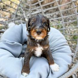 Nala - Blue merle female Bernedoodle puppy in Wamego, Kansas from Doodles of Oz
